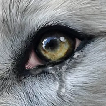 Wolf Online