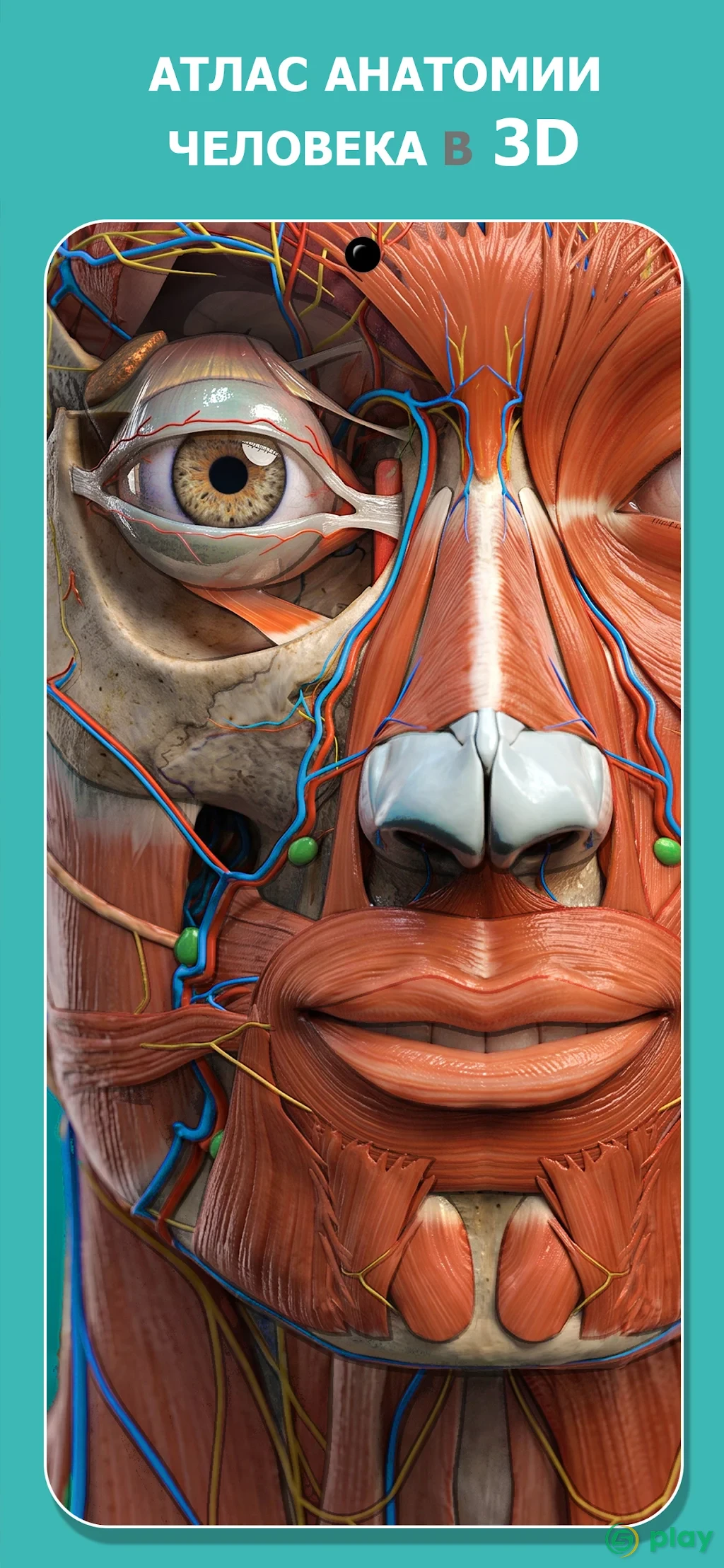 Anatomy Learning - 3D анатомический атлас — скриншот 1
