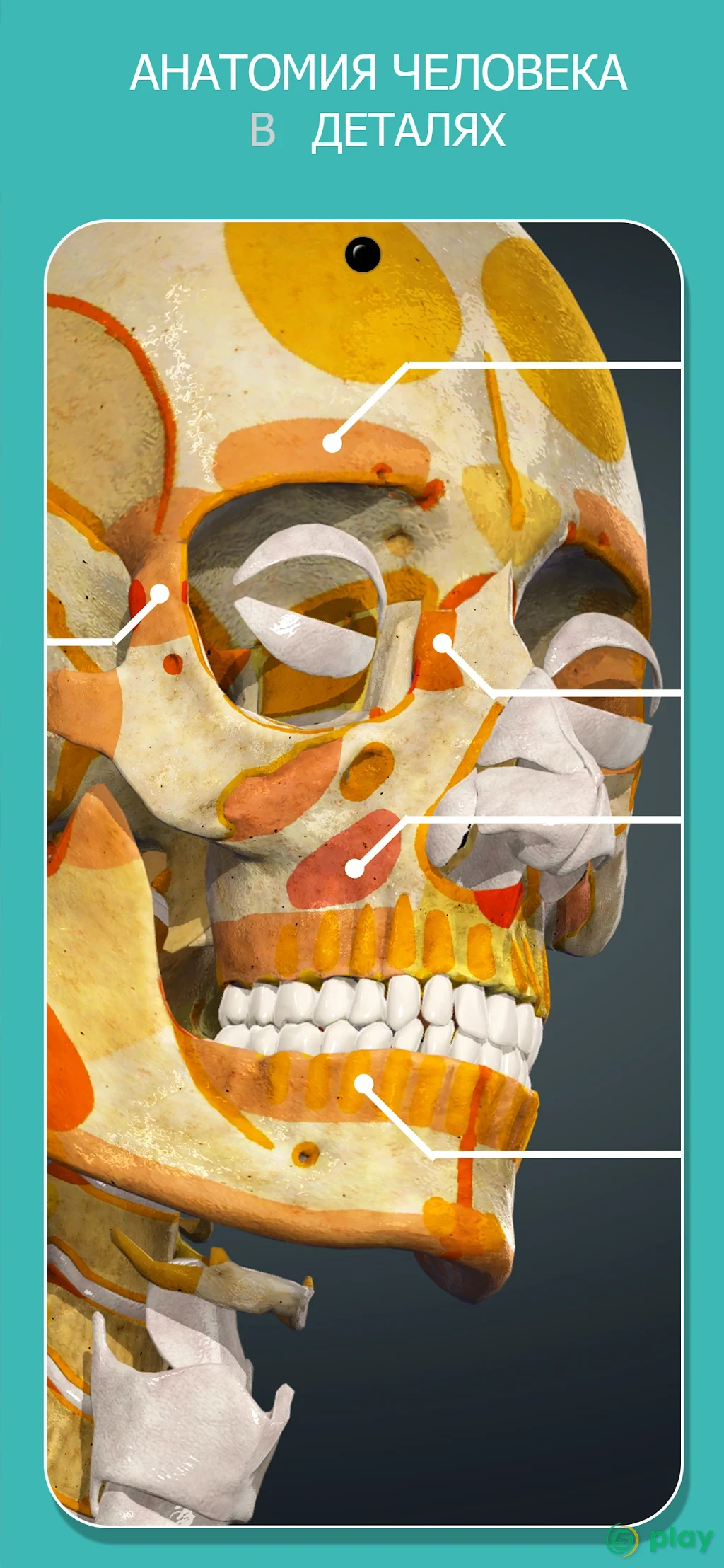 Anatomy Learning - 3D анатомический атлас — скриншот 2