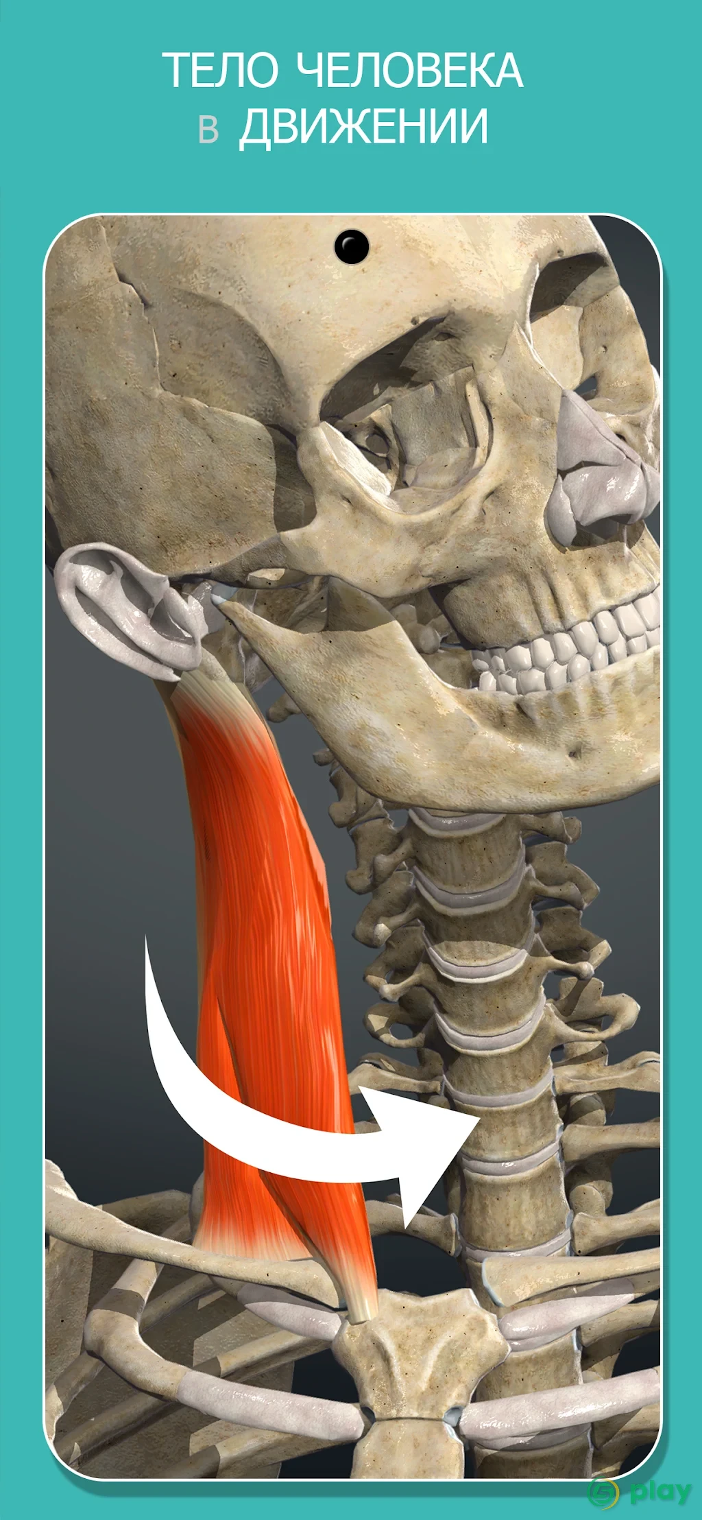 Anatomy Learning - 3D анатомический атлас — скриншот 4