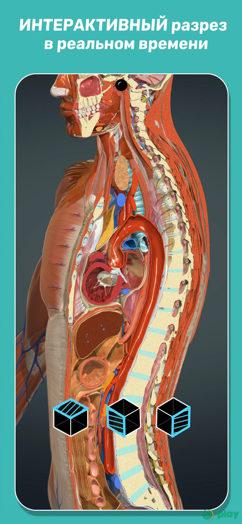 Anatomy Learning - 3D анатомический атлас — скриншот 5