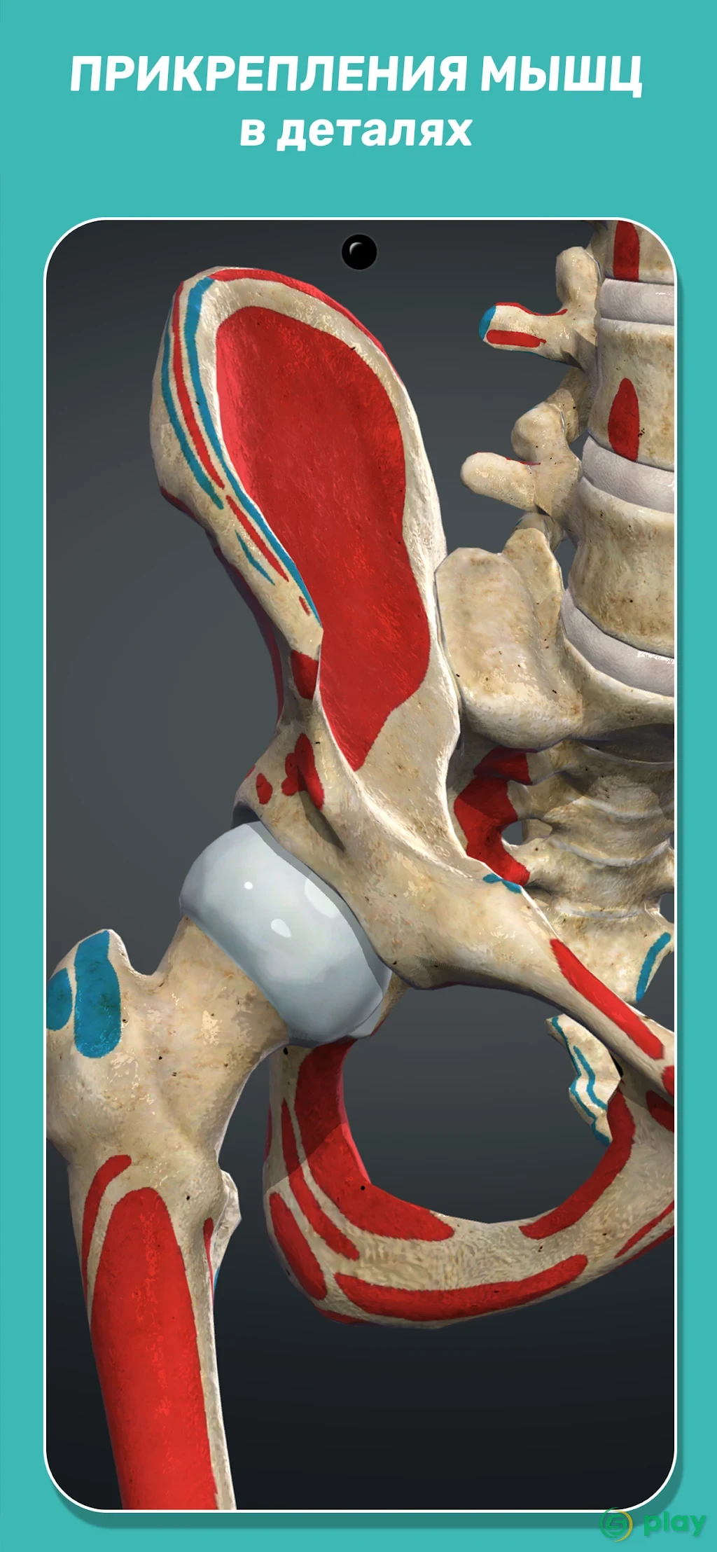Anatomy Learning - 3D анатомический атлас — скриншот 7